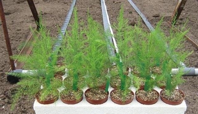  「芦笋」阳台适合种什么菜？2种菜，简单好养，种一次吃多次，月月有收获