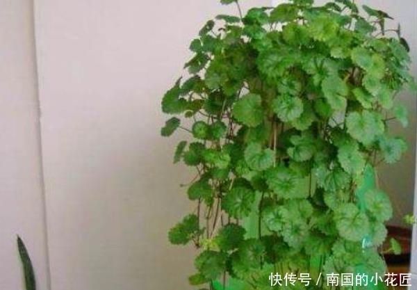  「甲醛」这4种植物，“镇宅”还能吸甲醛，尤其第三种，聪明人都在养！