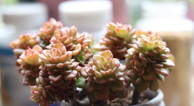 #长时间#养多肉植物别盲目跟风，稍微不注意，叶片打蔫没精神，问题重重