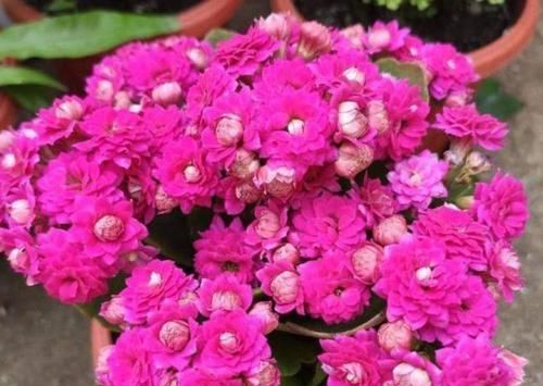  『开爆』阳台养这几种花卉，花开不断，省心长得旺，花开爆盆！