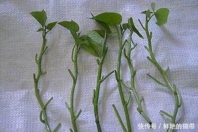 『春季』春季阳台种“2种菜”,长势快,好吃又好养,吃了一回又一回