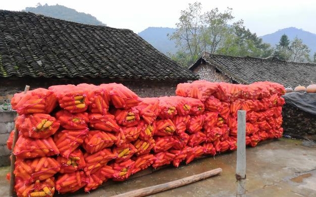 如今年轻人不种地，以后农村的土地谁来种，答案在下方！