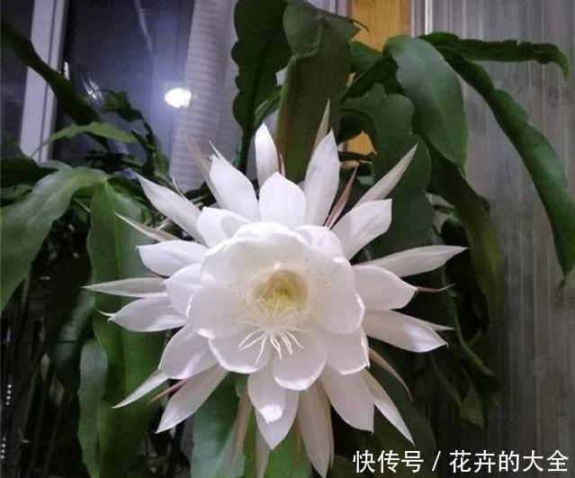 白天@如何让昙花顺利开花,或是白天开花?学会这么做,简单有效