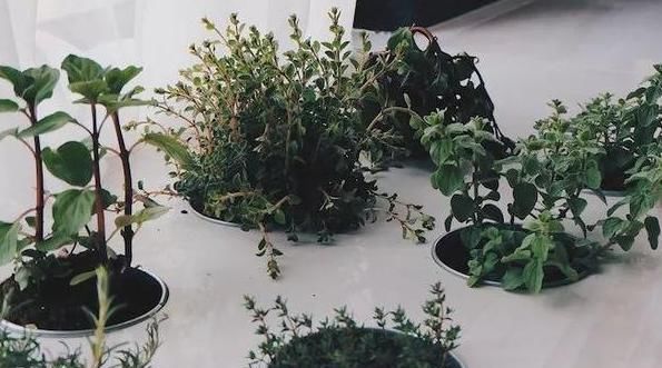 『花卉植物』在家盆栽花草植物总养不好?4个细节适当粗养,植株越长越旺盛