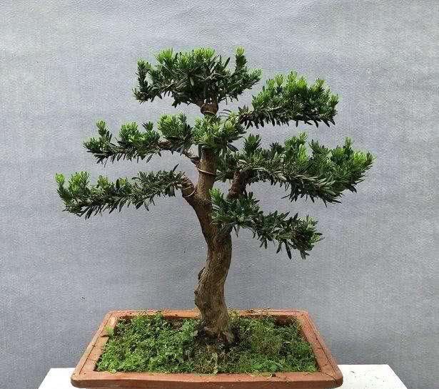 [大越]大花盆养什么绿植好？这3种花，盆越大越旺盛，根系壮，开花多