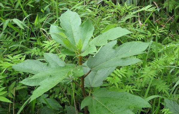  【果实】这种植物叶子似手掌，果实如毛桃，根茎煮汤喝能止咳，目前很珍贵