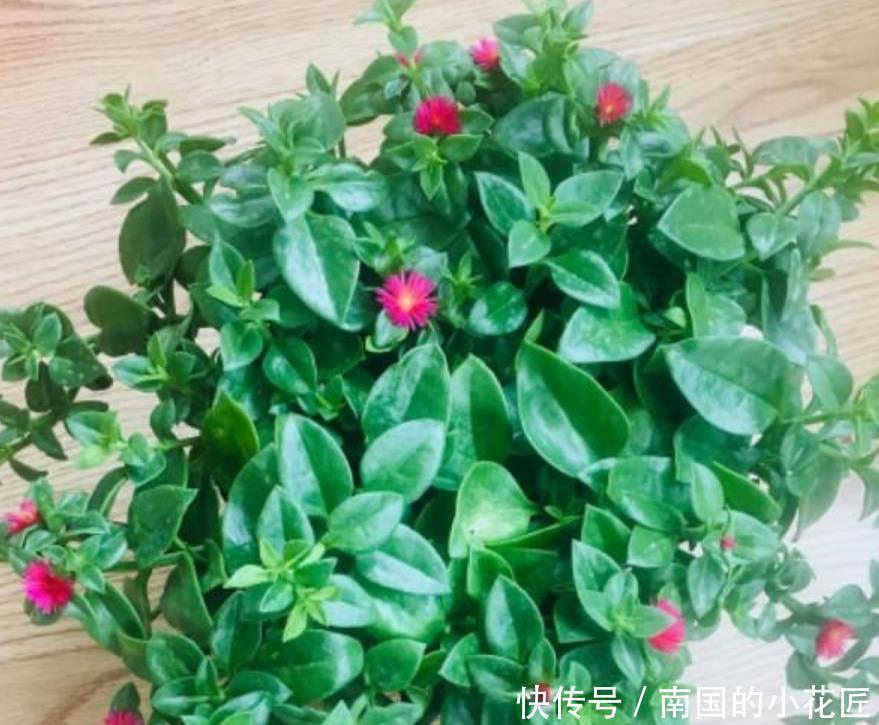 口红吊兰■3种吊兰花,一言不合就爆盆,开成“瀑布”,花期长,家中必备!