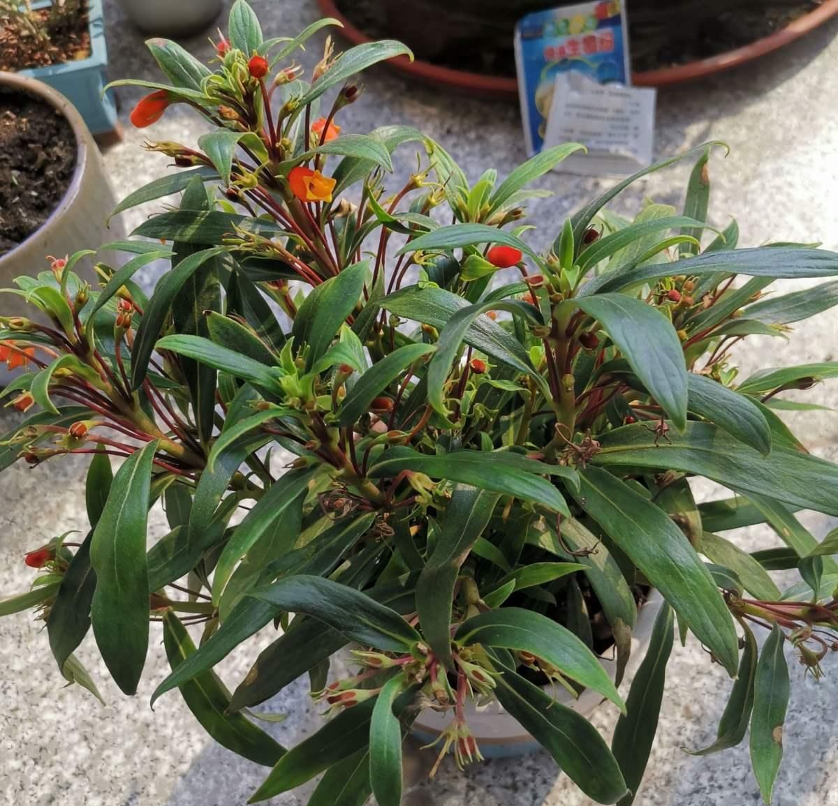  精致■这花是大岩桐的“亲戚”，但模样却大不相同，开花太精致了！
