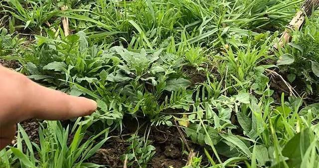  「荠菜」乡下的这种野菜每年2月突然变长，就像浇油一样。你见过