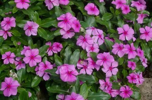 『长春花』长春花保持全年有花朵观赏的几个技巧,你都掌握了没