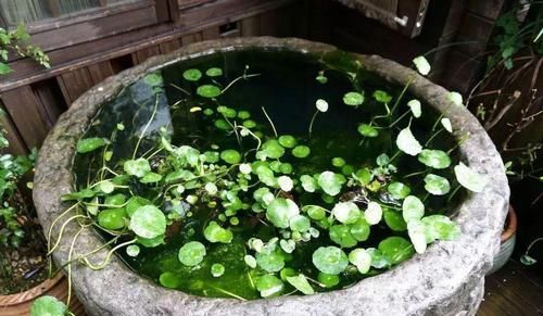 「水缸」中国人院子里最应该摆这样东西