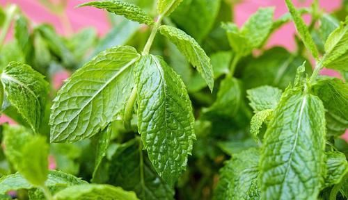  #补充水分#在花盆里养出能不断掐叶的薄荷，一周就能收获一两次