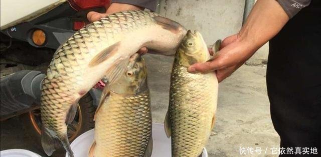 早上:为了钓鱼,早上5点出发,1天钓40斤鱼,没白忙活,附饵料配方!