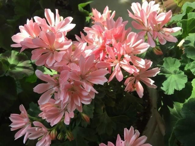  「球老师爱吃薄荷冰淇」封闭阳台养花，防盗窗有大用，1平米也能变花园！