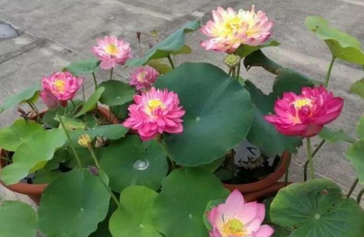  朱瑾■夏天养花，这几种花怎么少，花美好养很耐晒，喜光喜水花期长，美爆了！