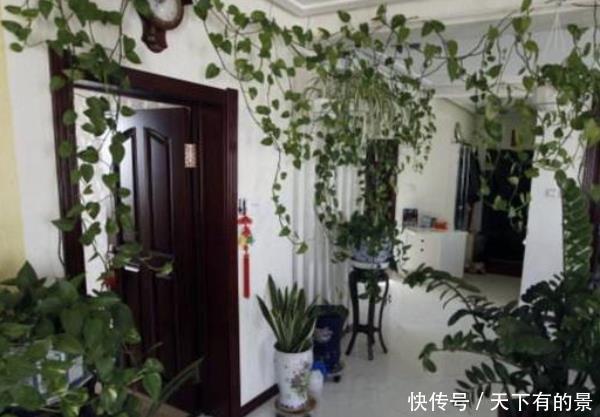 『家里』别管你有钱没钱,这些花卉家里必须有,远离医院,身体更健康!
