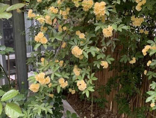  「庭院」庭院再小，也要养1棵“木香花”，1年长成一片，开花多，邻居说美