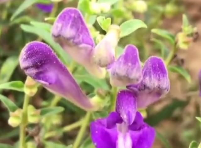  「野花」这野花生长在山上，以前被农民用来喂牛，如今却是珍贵