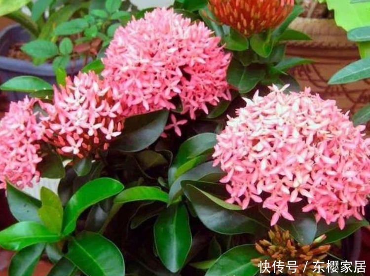 『家里』夏天就养3种花,好养易活寓意好,养家里,美的出奇福运到