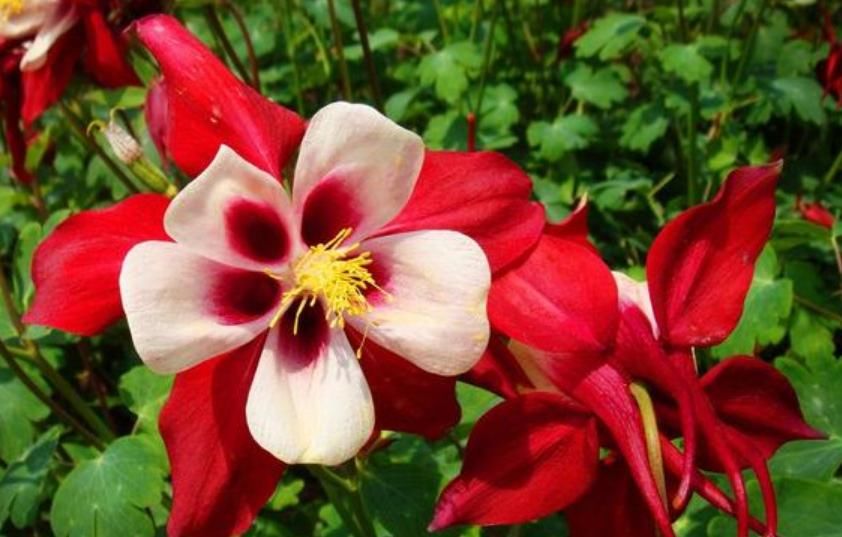  「瓣品种花」3种“奇花”，长的“绚烂无比”，五彩缤纷，见过吗？
