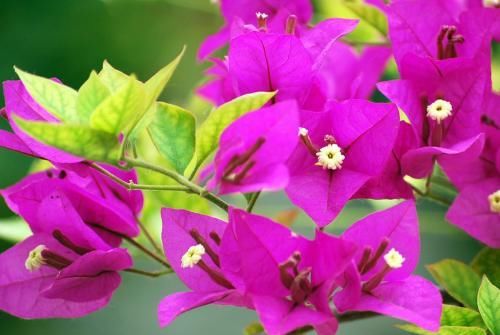 『三角梅』三角梅不开花?别担心,做好这一点,蹭蹭长成大花球!