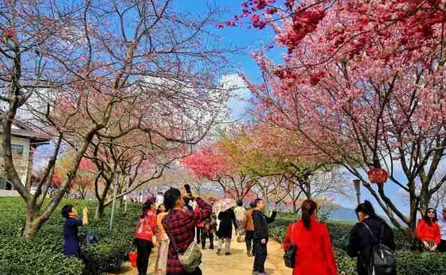  圣地■大陆阿里山，中国最美赏樱圣地，堪比日本樱花，游客慕名而来