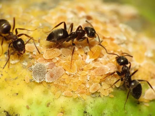  『植物的叶片』预防植物感染虫害要掌握几个技巧，否则容易感染这8种常见害虫