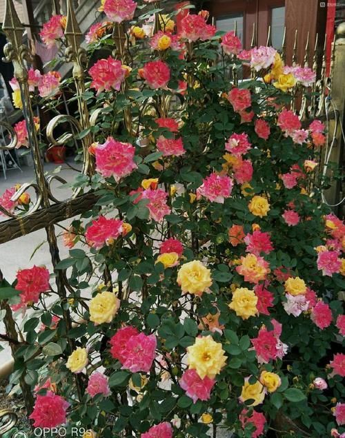 『金香玉』喜欢菊花，不如养盆“珍稀玫瑰”金香玉，花开金光闪闪，亮丽优雅