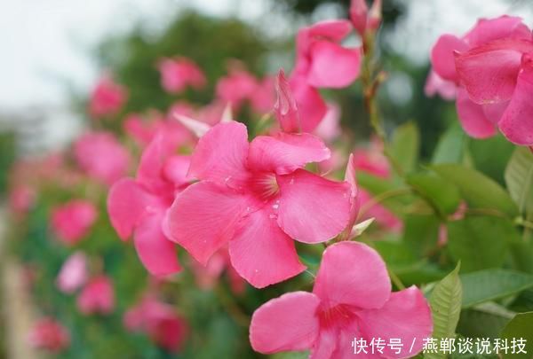 #深受#貌若西施的3种花,飘香藤、酒瓶兰、美女樱?,深受人们喜爱