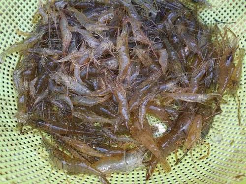  [种河虾]曾经一捞就一大盆，常捞来给母猪吃了下奶，现在80元一斤难买到