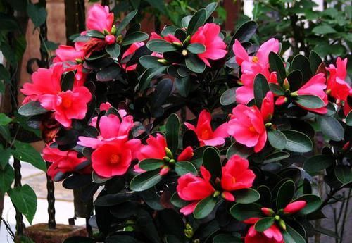 『耐热』此茶花四季开花,花色艳丽夺目,耐寒耐热还好养,非常值得入手