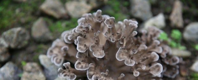  「小伙」陕西农村小伙毕业回家种植稀罕物，一年能收6万斤每斤能