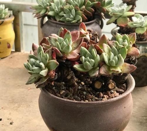  #植物#多肉植物出现了木质化？这样一剪，多肉健康又美丽！