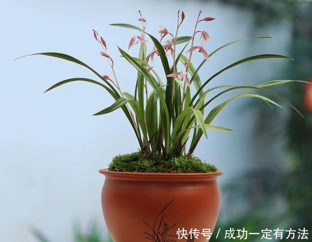 『照料』不是所有绿植都能养家里 室内绿植如何挑选你知道吗