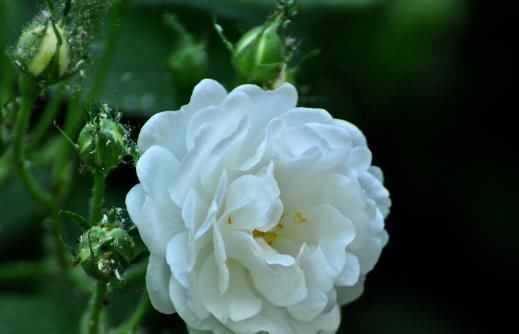  『珍品』如果你喜欢菊花，最好种一盆“花中珍品”白玫瑰，娇嫩不害羞，美丽不艳丽