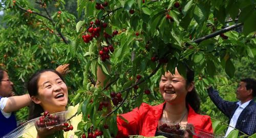  「利润」樱桃新鲜上市，农民“赔本”卖，城市人“咬牙”买，利