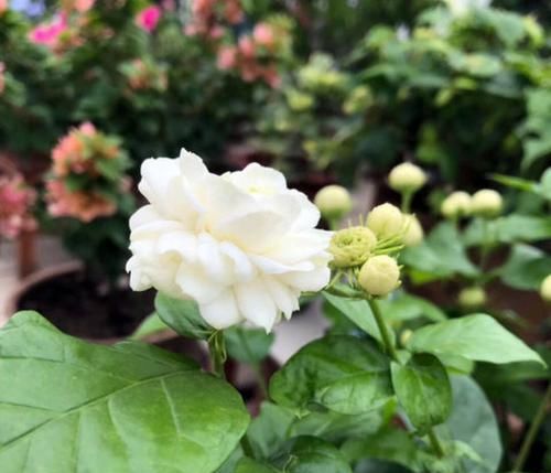 #盆栽#茉莉花盆栽不小心浇大水导致黄叶掉叶怎么办?4个急救措施再爆盆