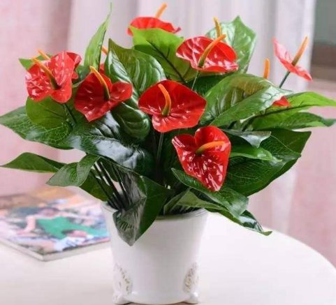  「小花」4种不起眼的“小花”，种阳台上，开花爆棚，五颜六色，花团锦簇
