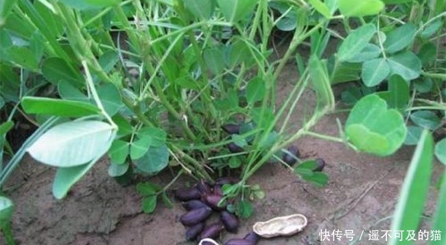  眼红|它是高价“漆黑”果，20元一斤不好买，农民看着眼红却不敢