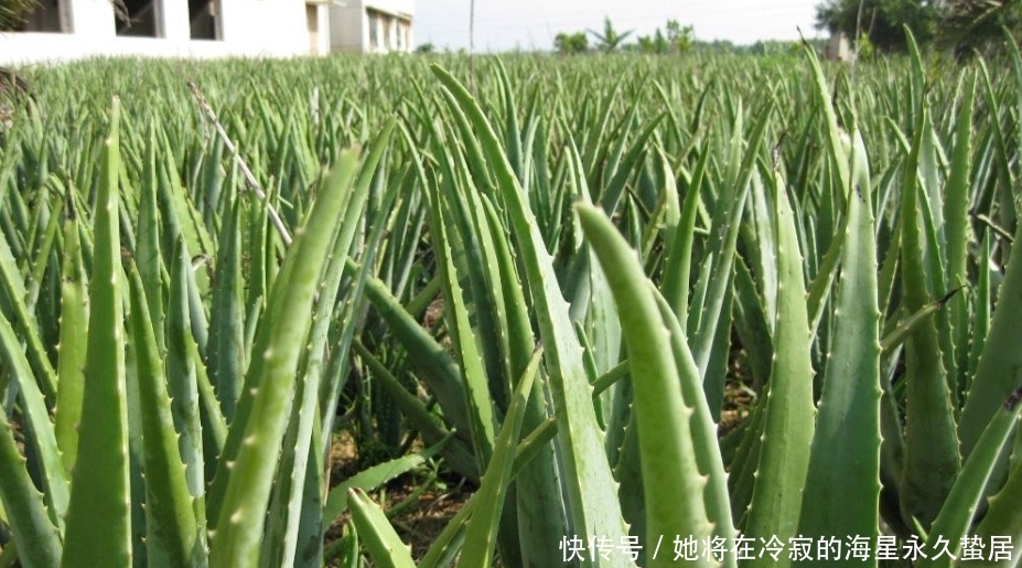 「随便」芦荟优势多多,这五个品种随便养,容易成活用处多