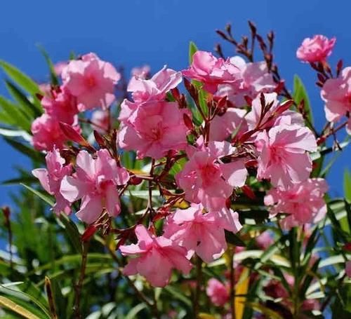  「毒植物」专门祸害夹竹桃的蚜虫，不怕毒液的害虫