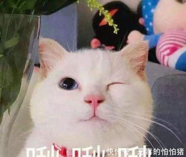 『恕我直言』恕我直言,单眼皮真的太高级了