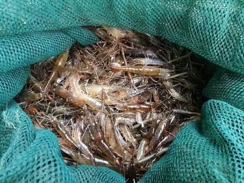  [种河虾]曾经一捞就一大盆，常捞来给母猪吃了下奶，现在80元一斤难买到