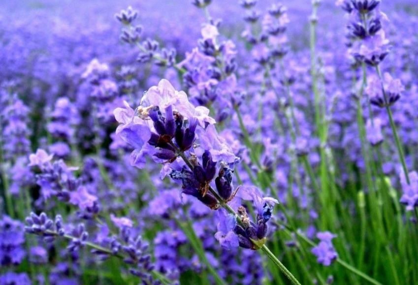 「花色」每日一花 | 小星辰花:花朵小、花色紫白,细柔飘逸…