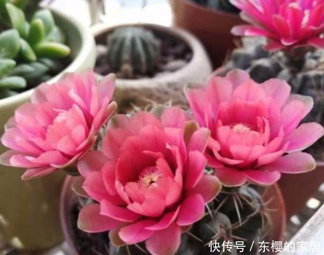 『爆花』仙人球绯花玉不开花，方法有“2个”，既长小崽又爆花