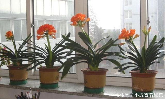 「植物」越“老”越值钱的“3种”植物,花粉都成“天价”,你家有养吗?