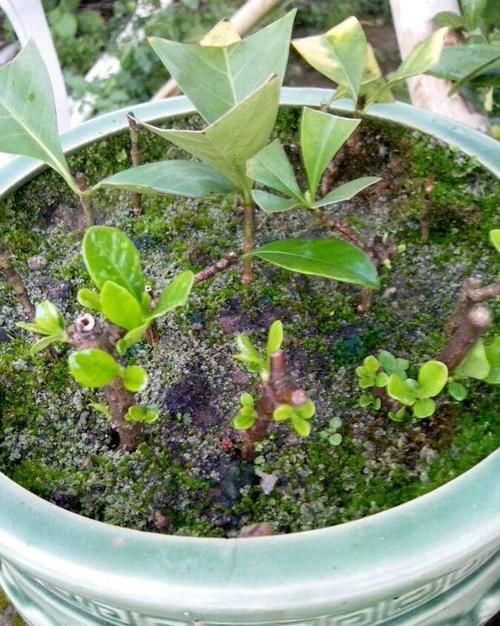 疏松透气■茶花扦插,就用“此”方法,插一盆活一盆,蹭蹭长不停,成活率高