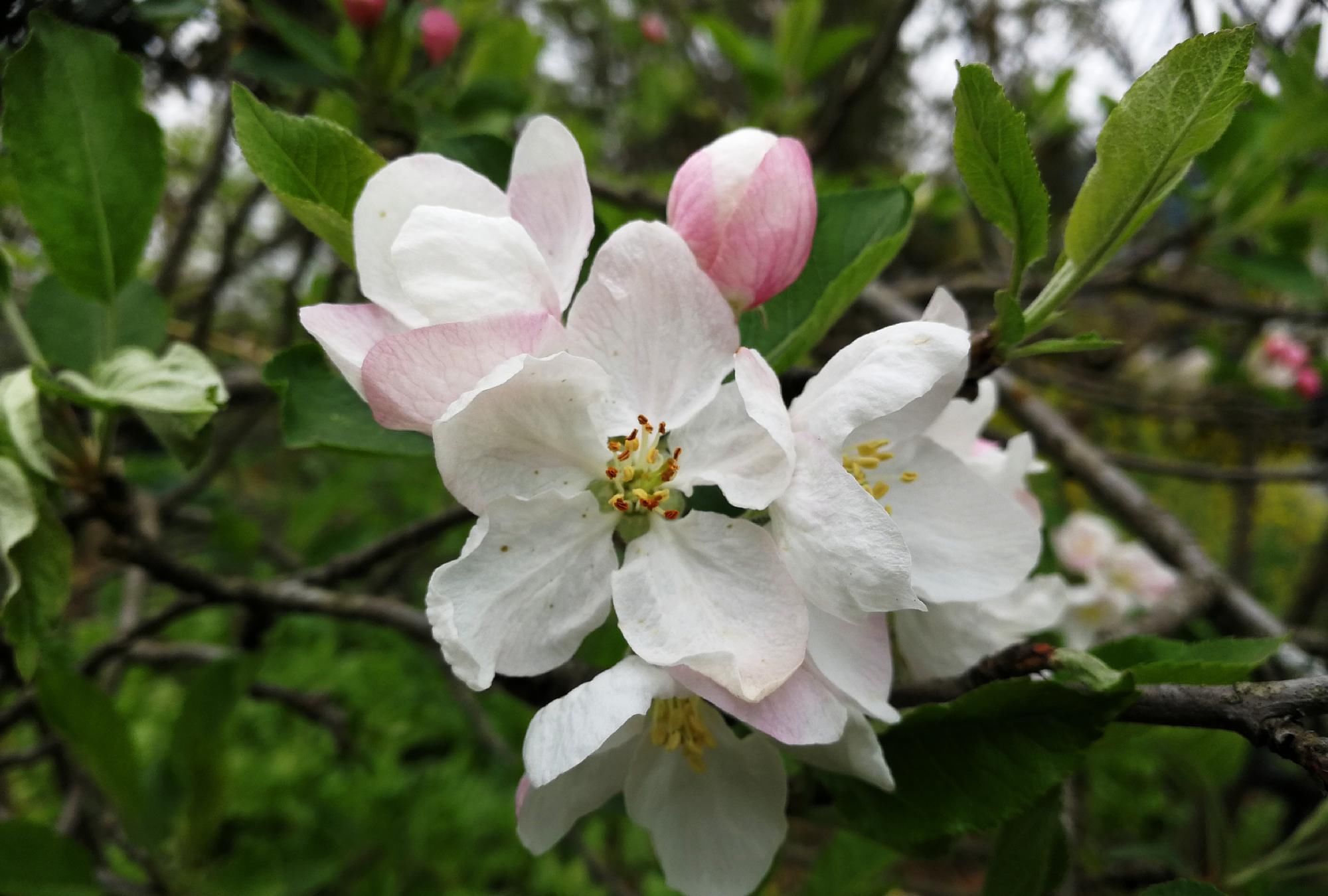  『平凡』四川植物图鉴｜平常却不平凡的苹果花