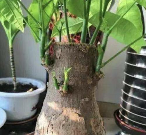  养护@要让“发财树”生长快，得靠“3招”，学一下，叶片油绿又好看！