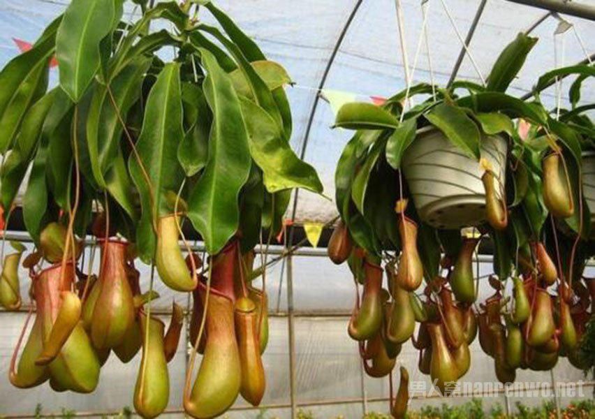  「功效」有驱蚊功效的5种花 夏天养1盆 蚊虫躲的远远的